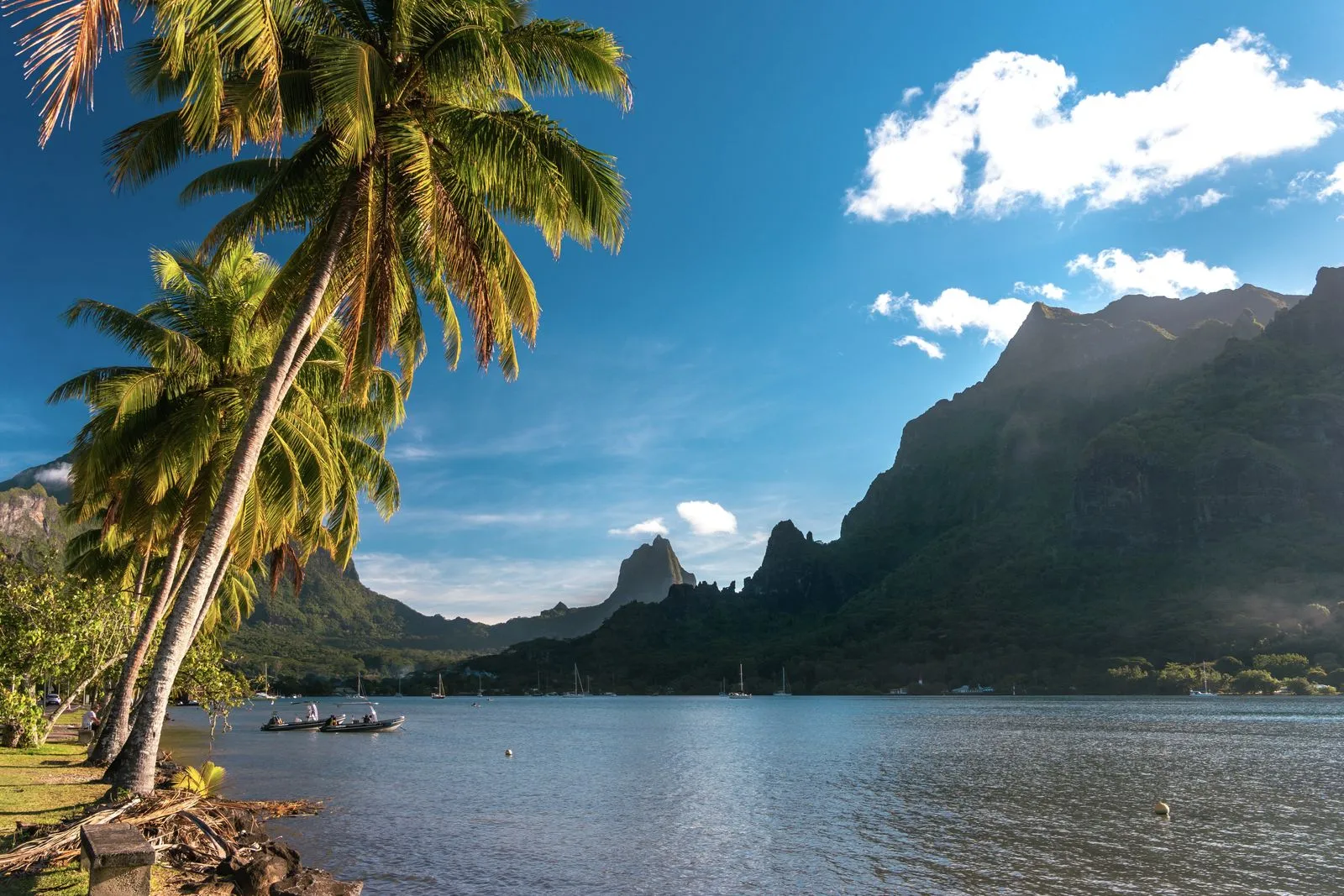 Baie de Moorea bordée de cocotiers et de maisons, Polynésie française