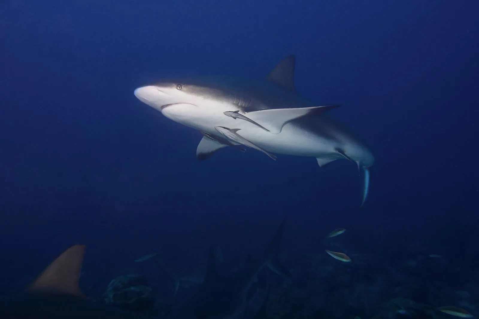 Requin gris de récif, l'espèce qui forme le mur de requins de la passe sud de Fakarava