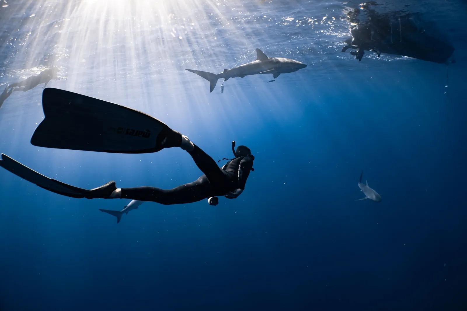 Apnéiste et requins en pleine eau