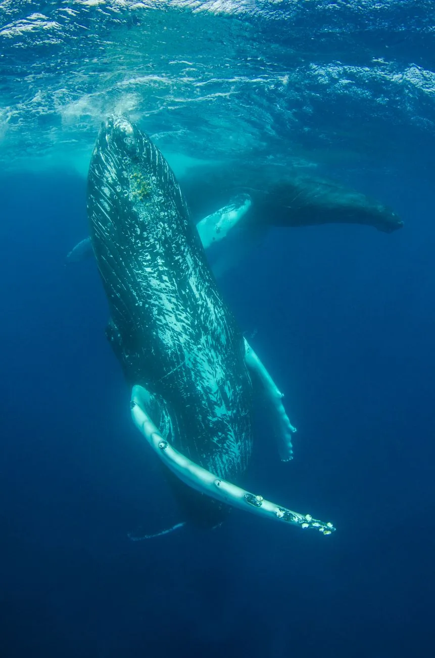 Baleine à bosse sous la surface, accompagnée d'une autre baleine en arrière-plan