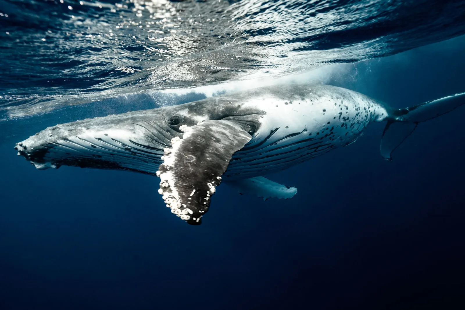Baleine à bosse sous la surface