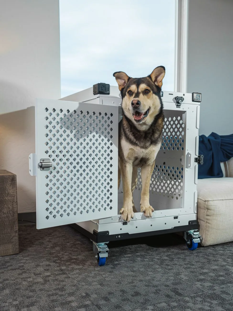 Chien debout à l'entrée d'une cage de transport rigide ajourée