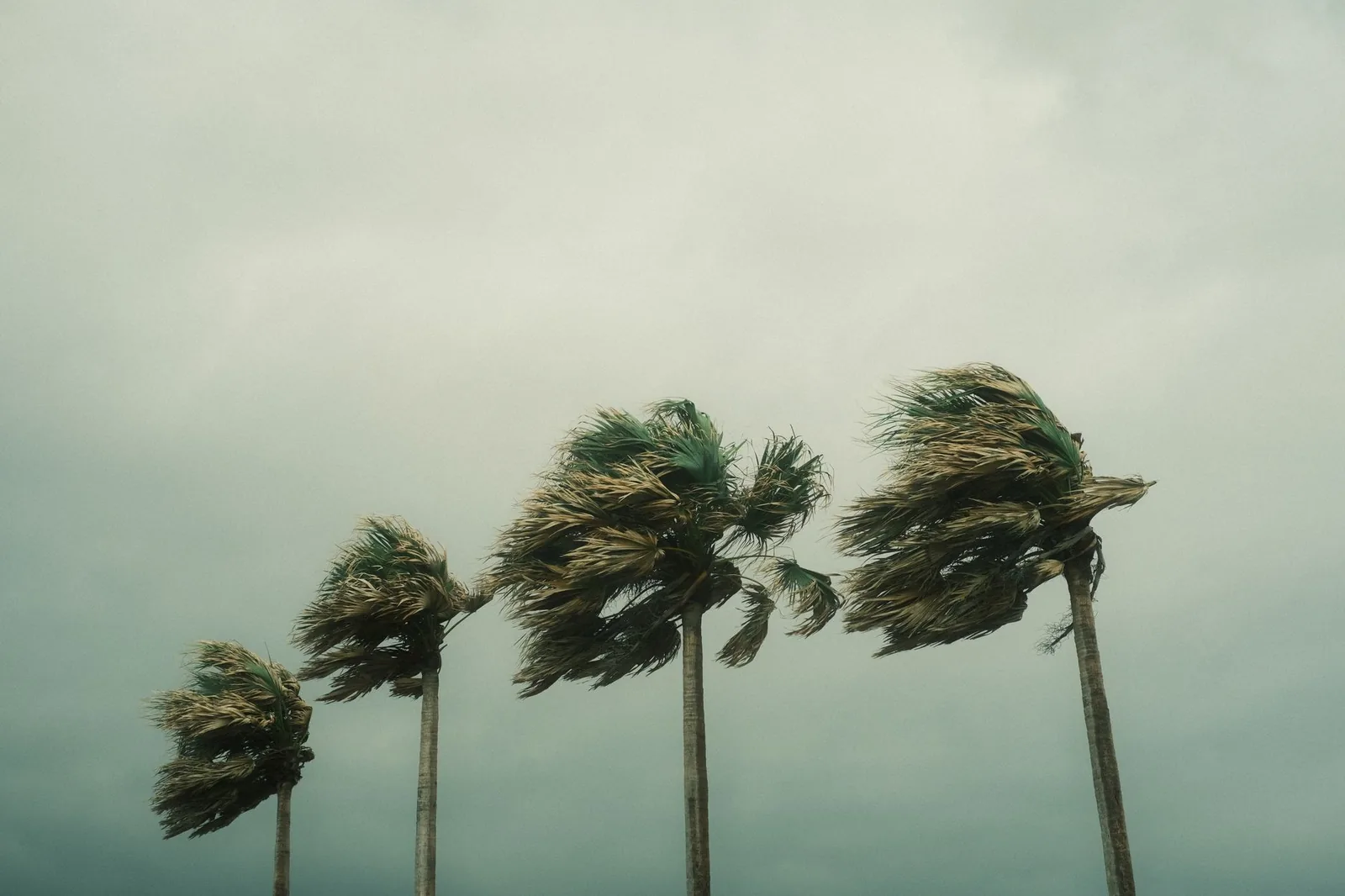Cocotiers pliés par le vent sous un ciel gris de tempête tropicale
