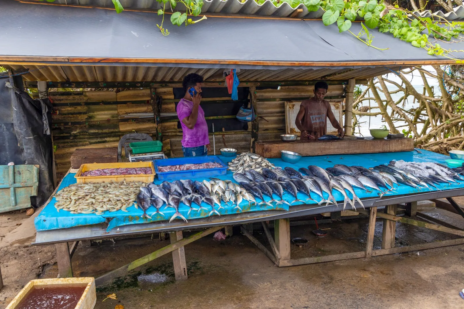 Étal de bord de mer où sont alignés des thons et des bonites entiers, poissons du large non concernés par la ciguatera