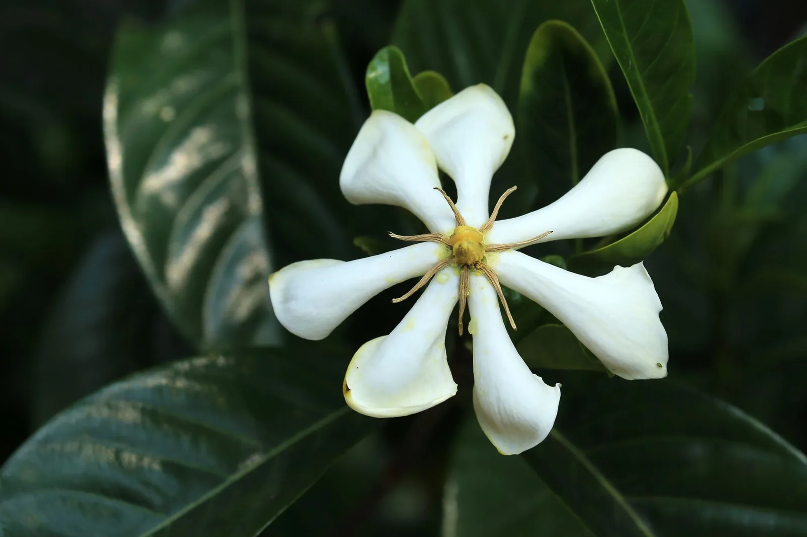 Fleur de tiare Tahiti, le gardenia qui parfume le monoï
