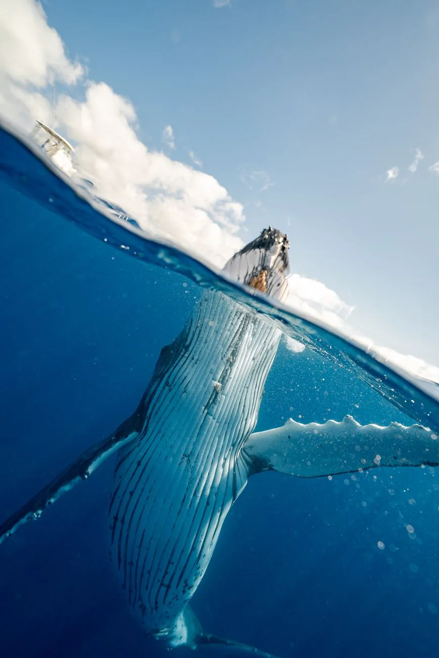 Nageur face à une baleine à bosse, vue mi-air mi-eau
