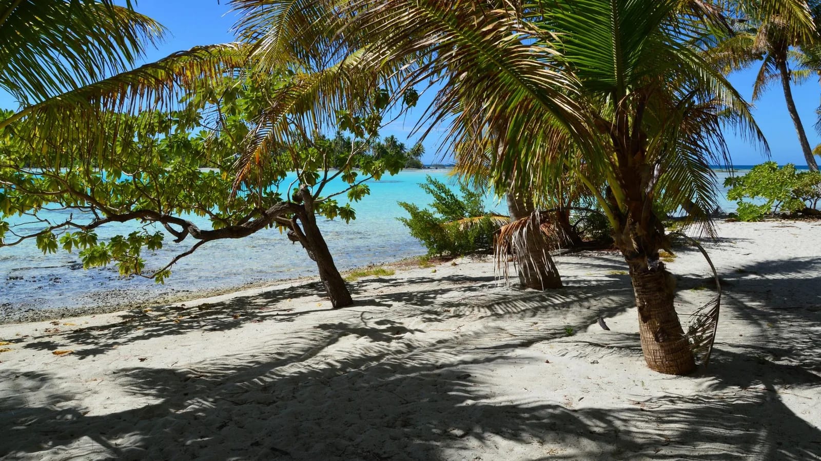 Plage de sable blanc à l'ombre des cocotiers devant un lagon turquoise en Polynésie française