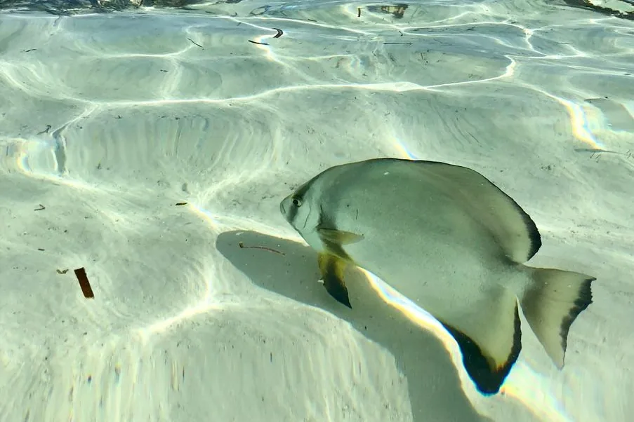 Poisson tropical (platax) nageant au-dessus du sable clair d'un lagon peu profond en Polynésie
