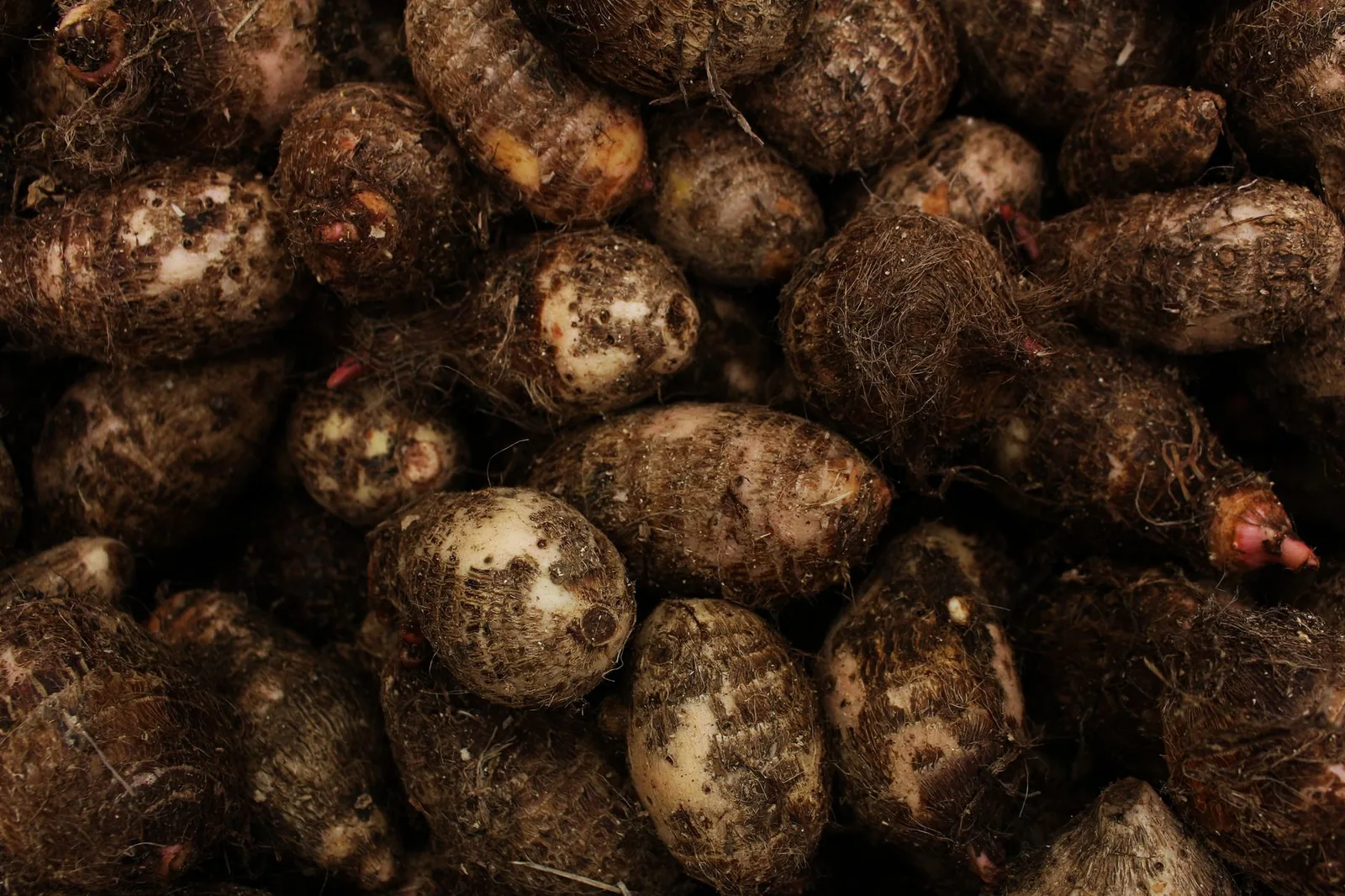 Racines de taro, féculent de base de la cuisine polynésienne
