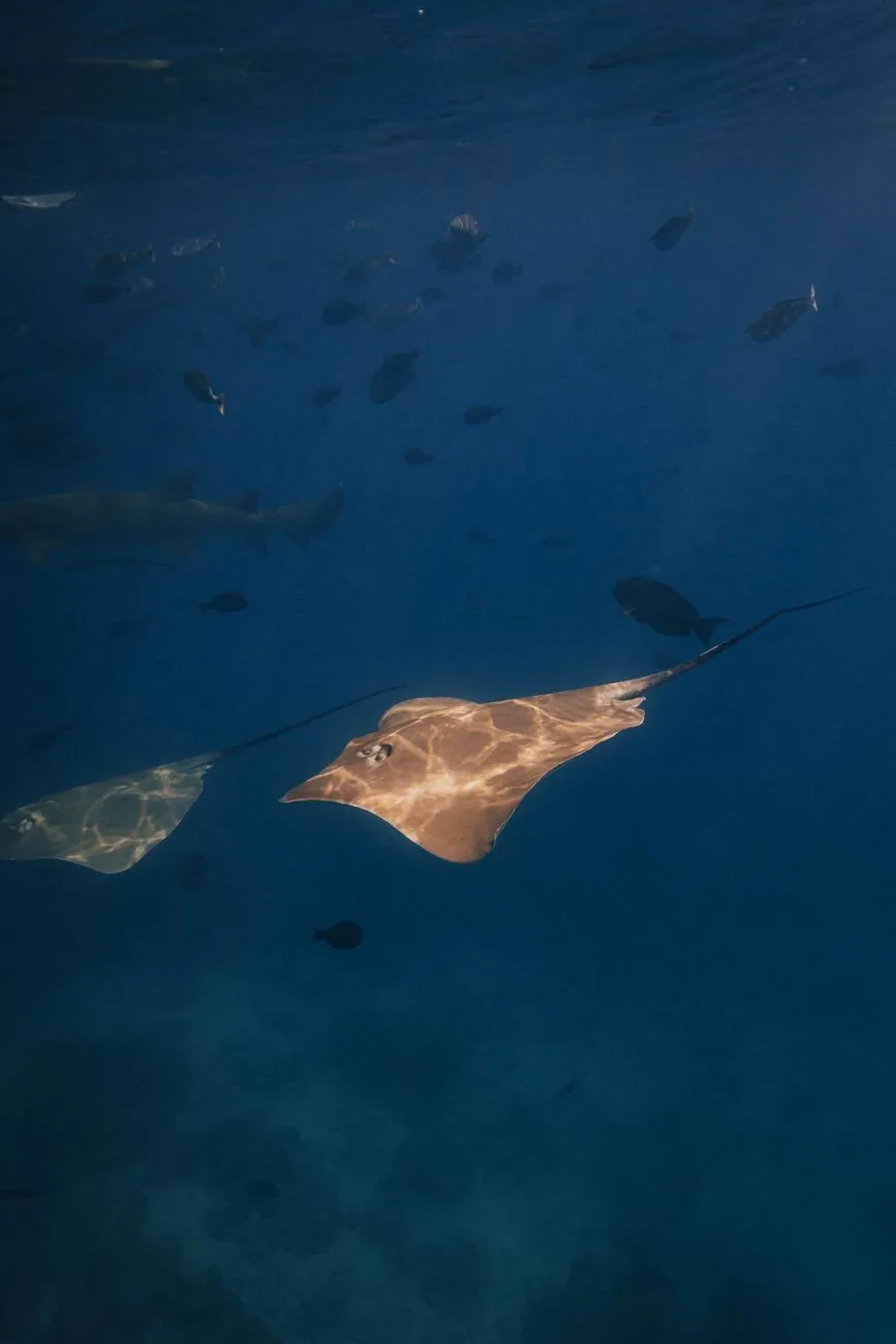 Raie pastenague et requins à pointes noires dans un lagon de Polynésie française