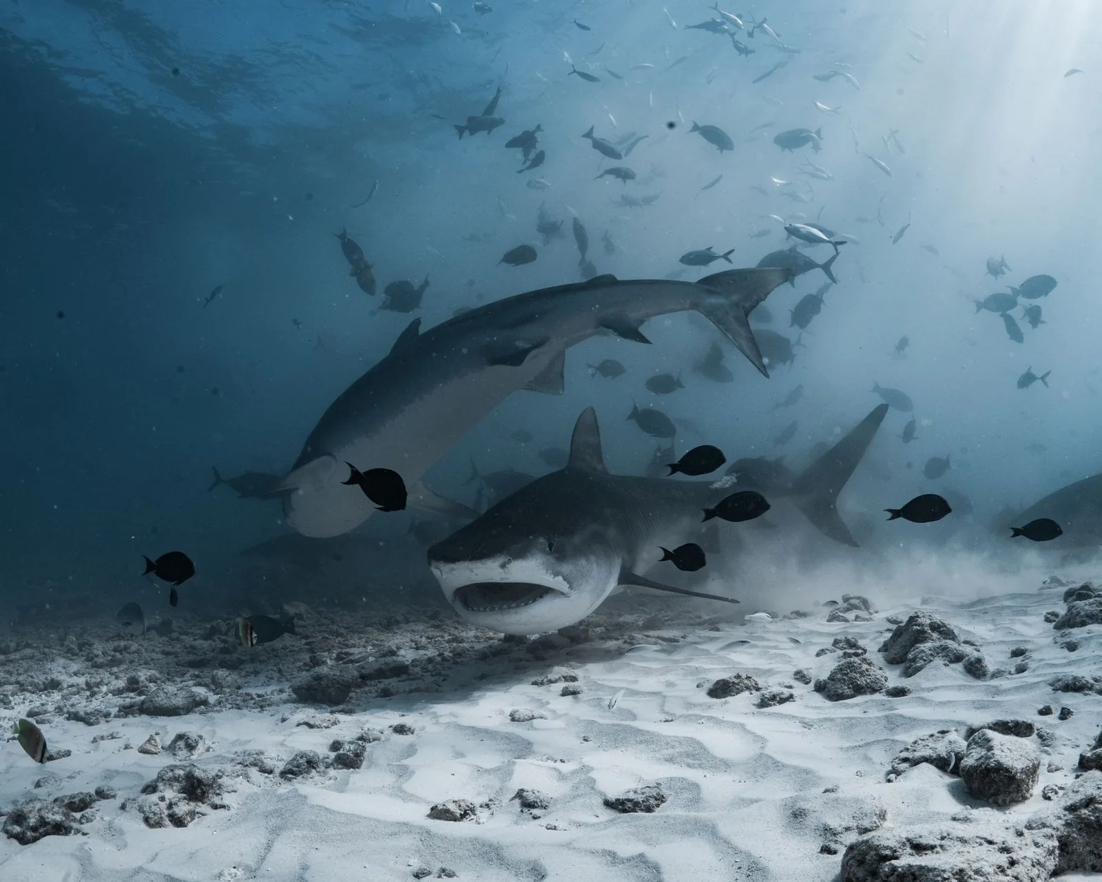 Requins de récif au-dessus d'un fond sableux, à quelques mètres de profondeur