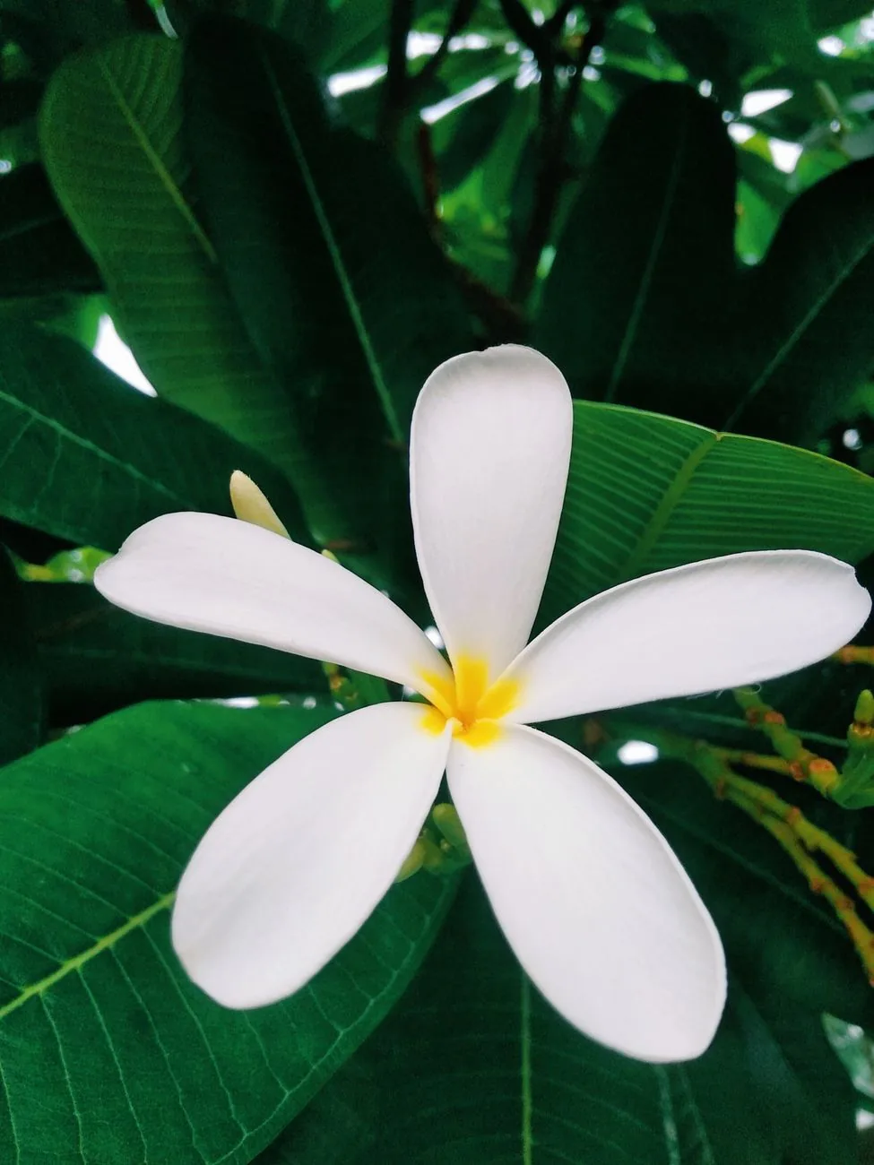 Fleur de frangipanier (tipanie) dans un jardin de Polynésie française