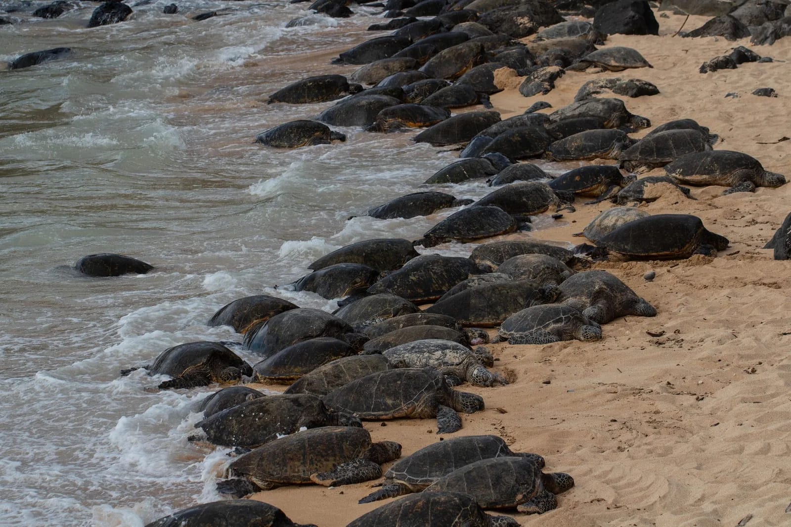 Tortues honu sur une plage, symbole central du tatouage polynésien féminin